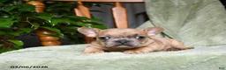 French Bulldog dogs for sale: Asher - Ad 5