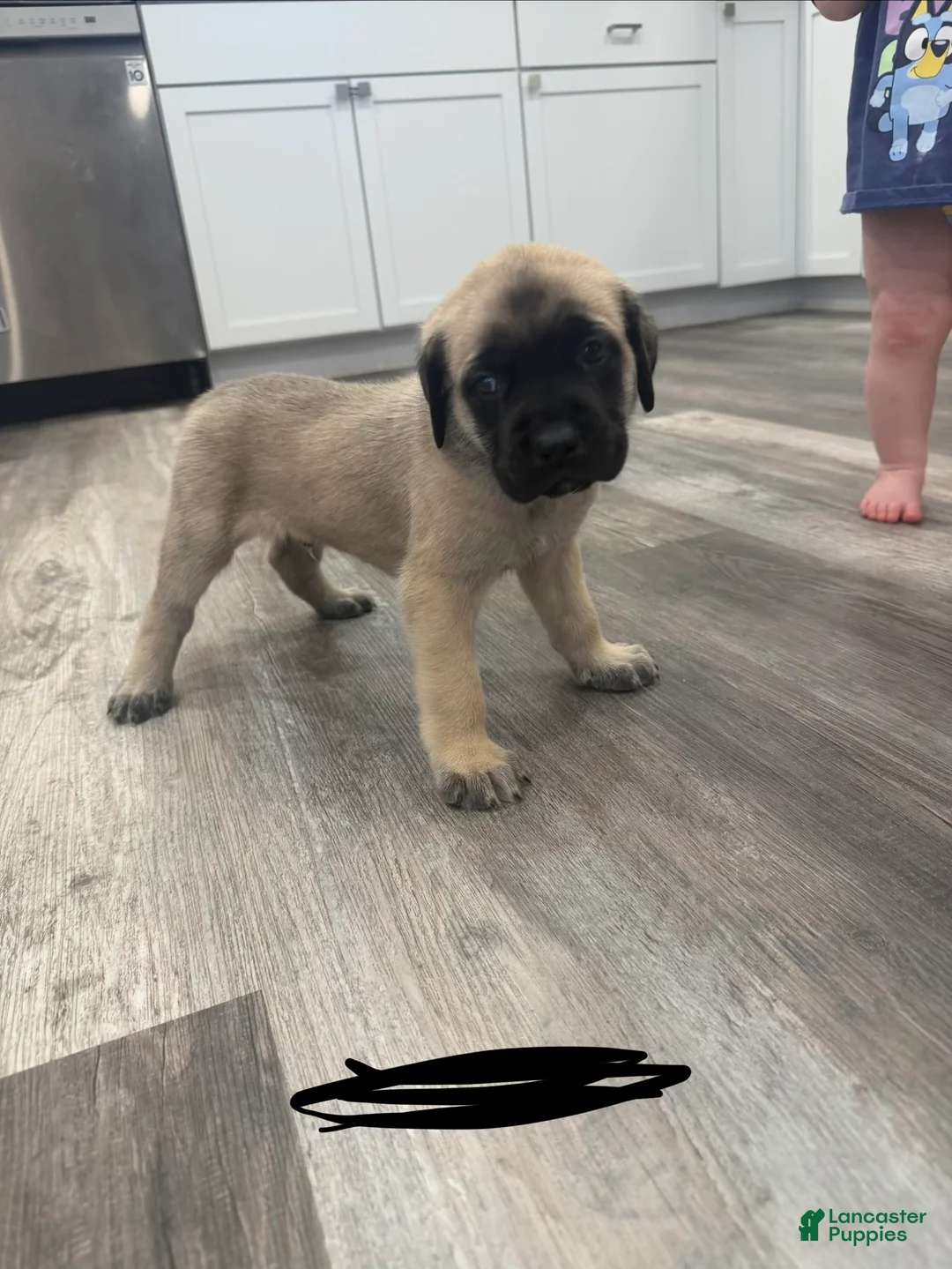 English Mastiff dogs for sale: English Mastiff Puppy 4 - Ad 2
