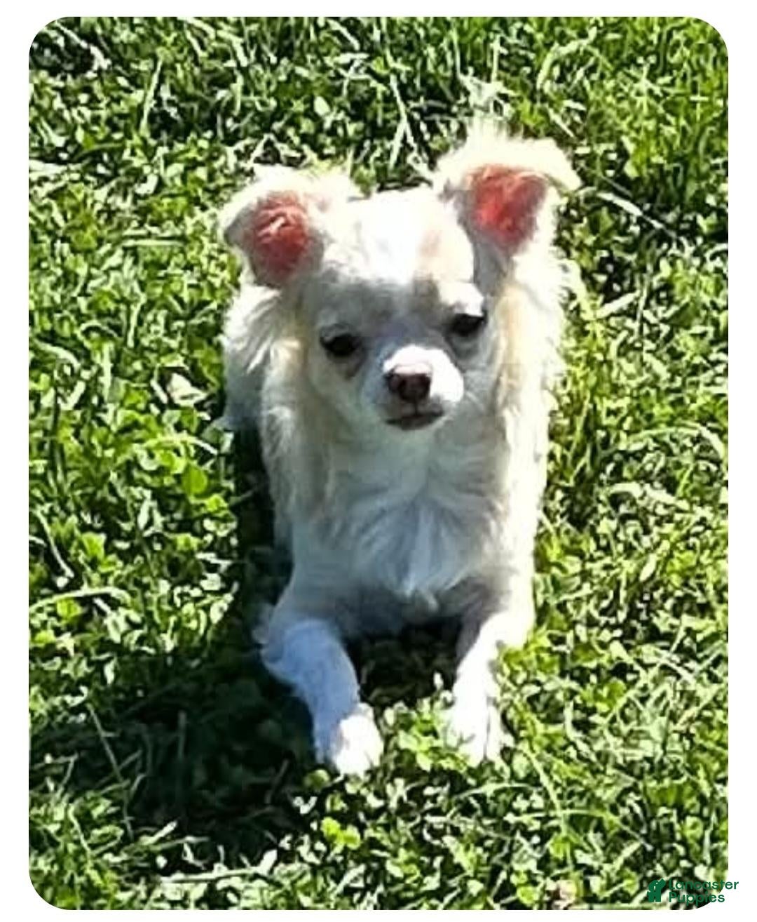 Chihuahua dogs for sale: Chihuahua 1 - Ad 1