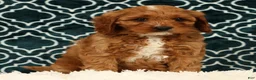 Cavapoo dogs for sale: Benny - Ad 2