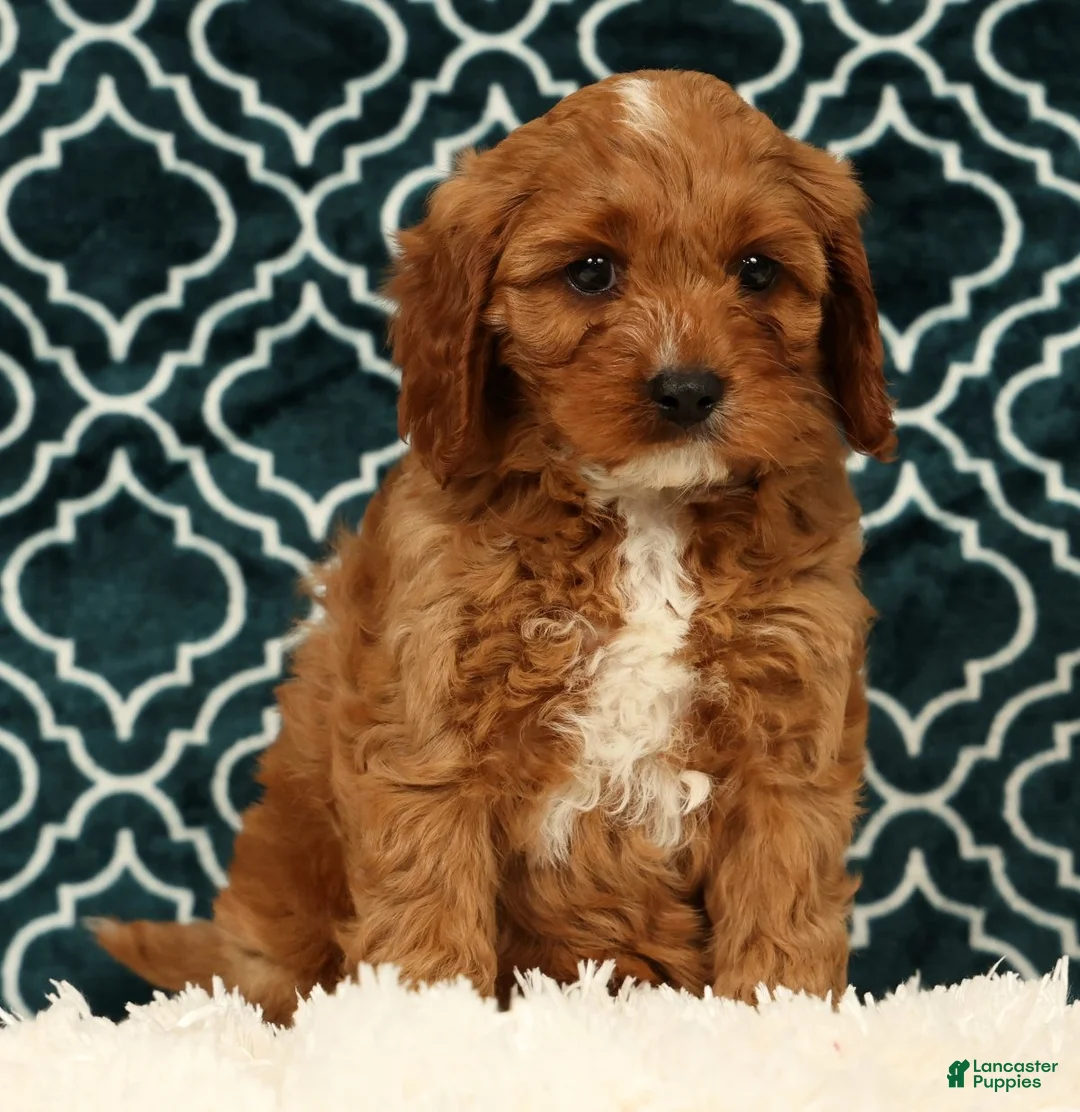 Cavapoo dogs for sale: Benny - Ad 2
