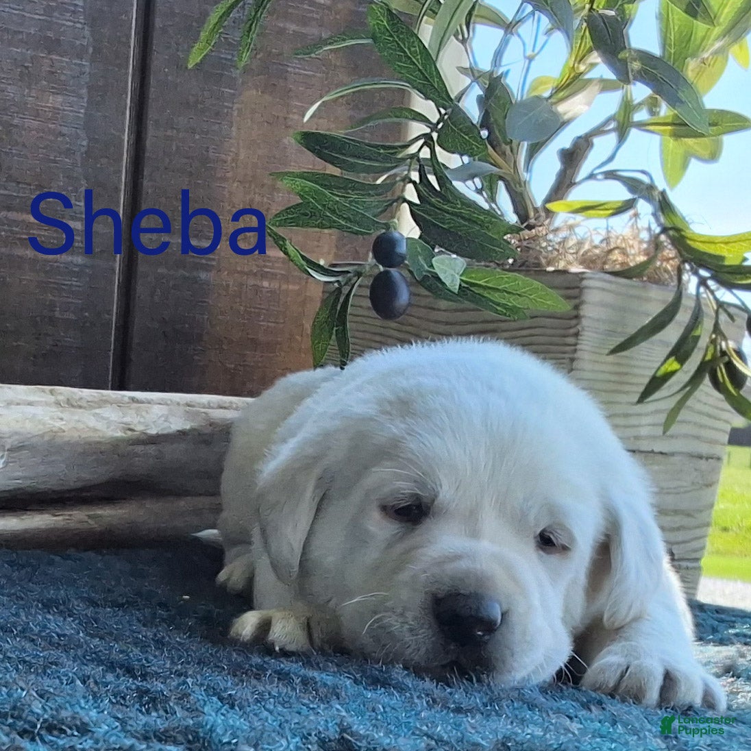 Labrador Retriever dogs Sheba  - Ad 1