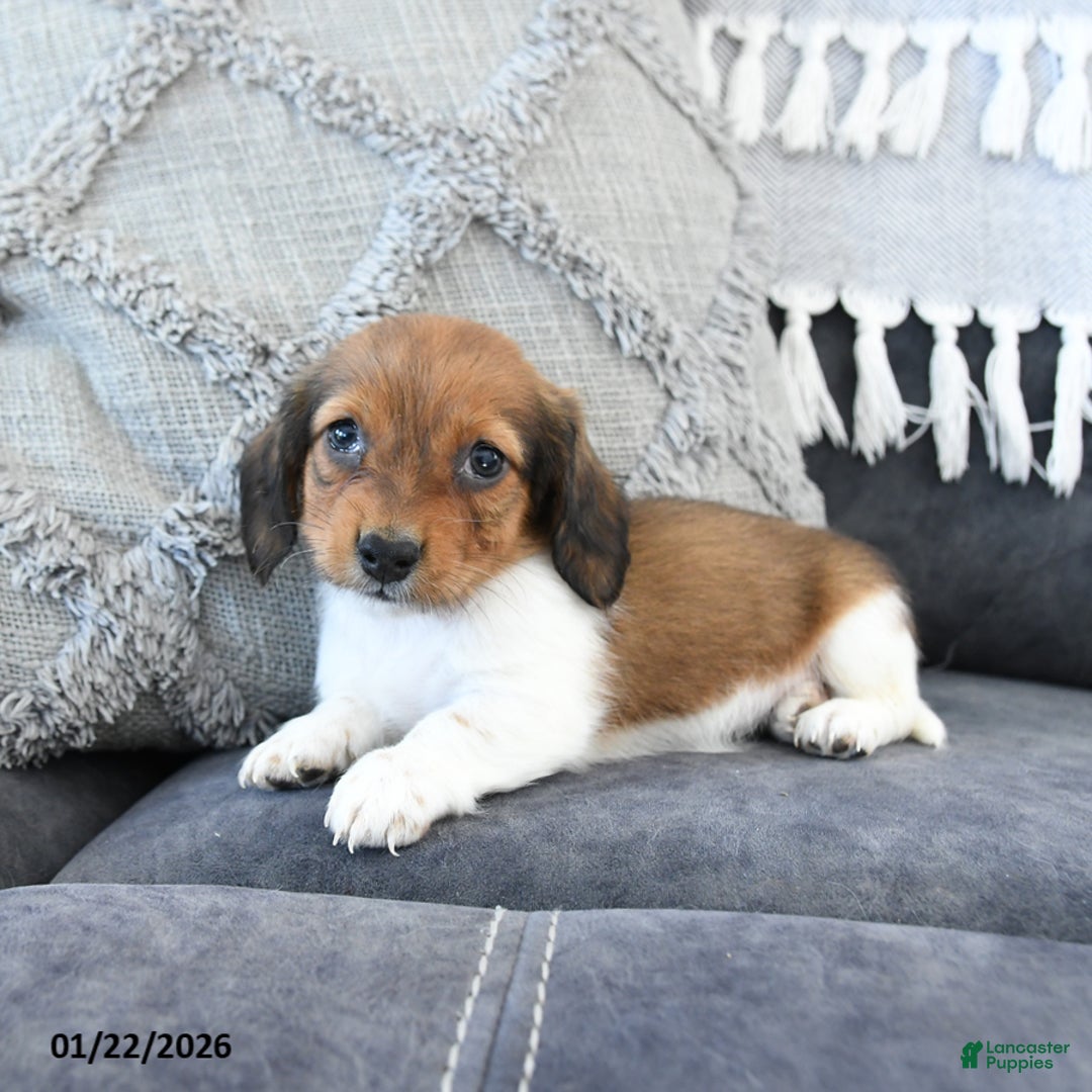 Miniature Dachshund dogs for sale: Lulu - Ad 4