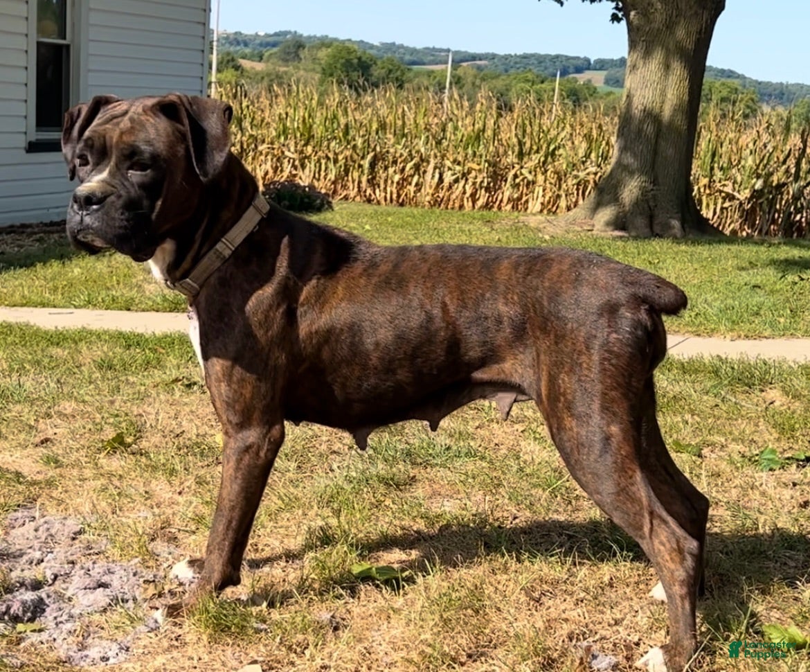 Boxer dogs for sale: Trixie - Ad 1
