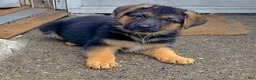 German Shepherd dogs for sale: Zara 🐾 - Ad 3