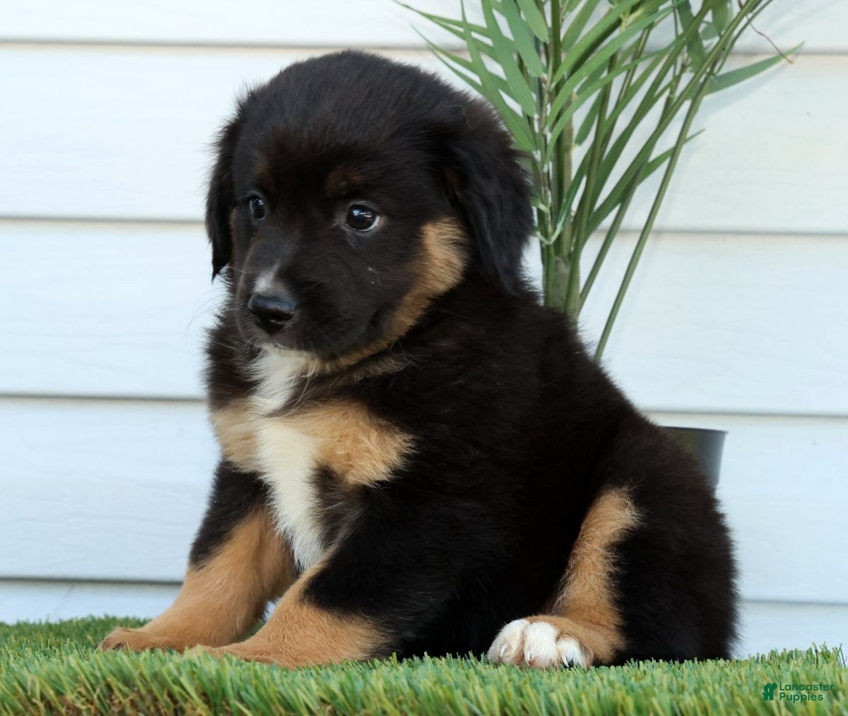 Miniature Australian Shepherd dogs for sale: Tanner - Ad 4