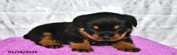 Rottweiler dogs for sale: Sugar - Ad 2