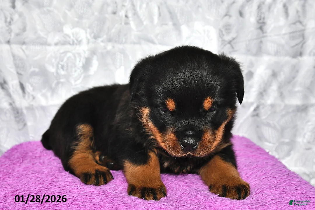 Rottweiler dogs for sale: Sugar - Ad 2