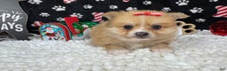 Pomeranian dogs for sale: Pomeranian Puppy 4 - Ad 2