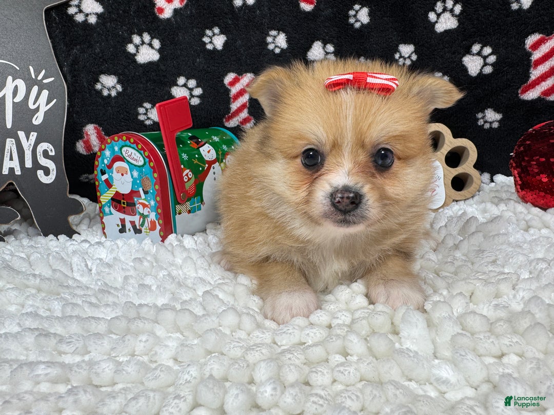 Pomeranian dogs for sale: Pomeranian Puppy 4 - Ad 2