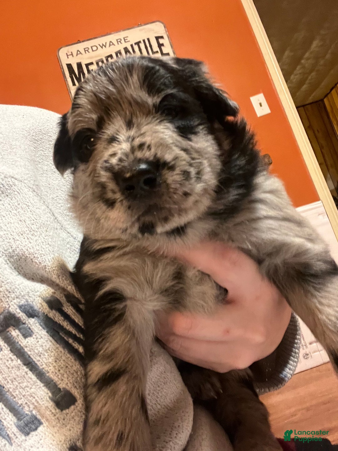 Mixed Breed dogs for sale: Mixed Breed Puppy 1 - Ad 1