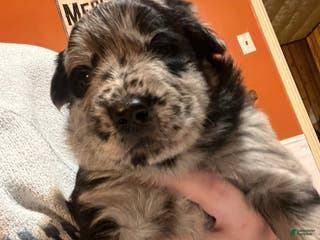 Mixed Breed dogs Mixed Breed Puppy 1 - Ad 27