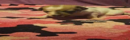 Chihuahua dogs for sale: Diane  - Ad 15