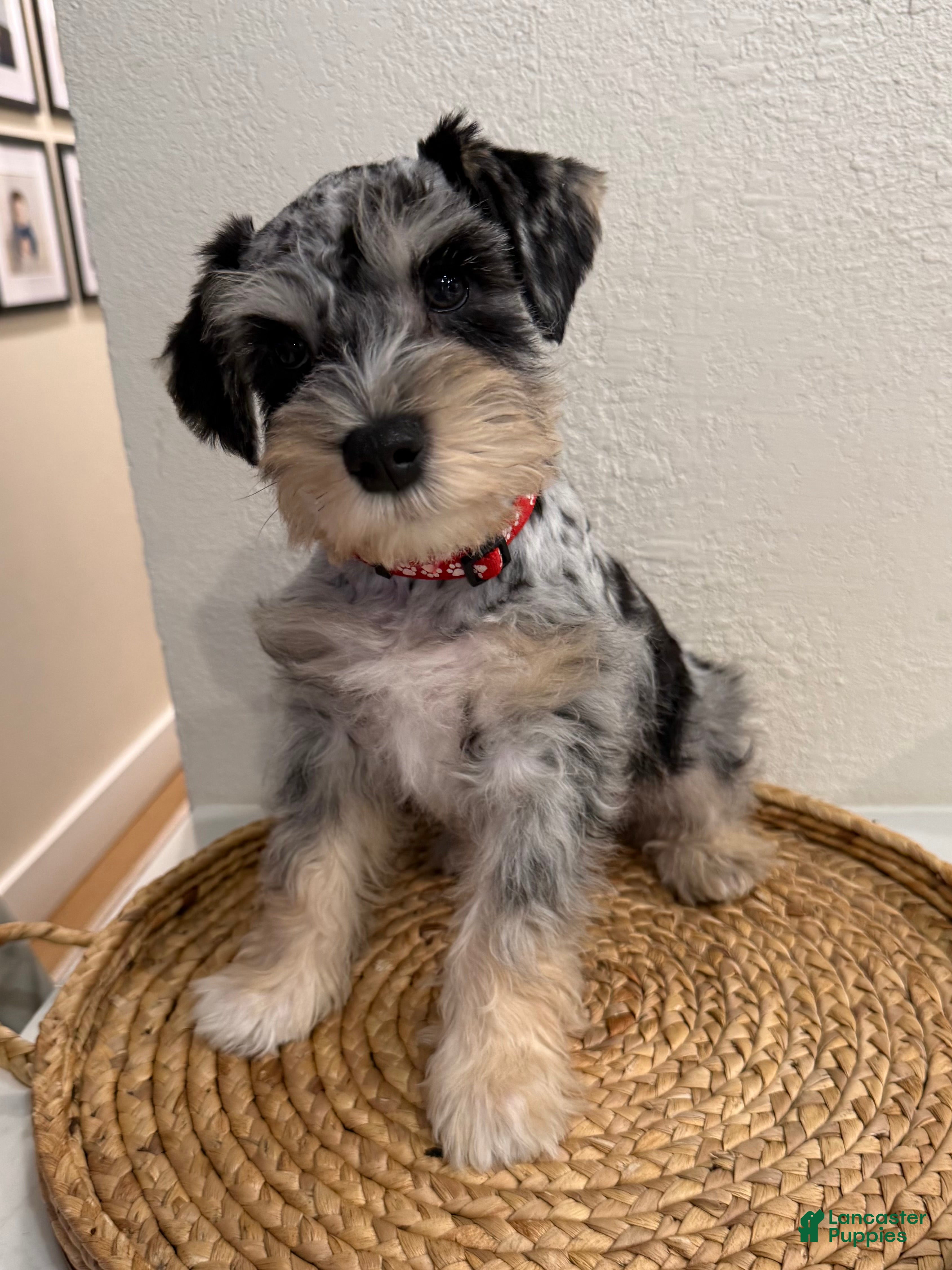 Miniature Schnauzer dogs Benji - Ad 10