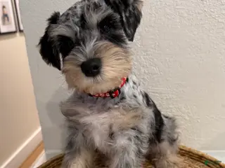 Miniature Schnauzer dogs Benji - Ad 4