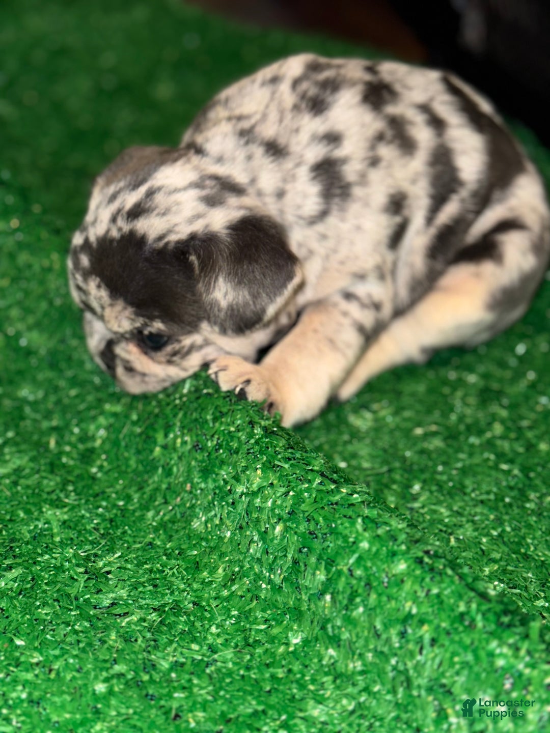 French Bulldog dogs for sale: French Bulldog Puppy 2 - Ad 5