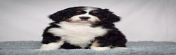 Bernedoodle dogs for sale: Ms. Sapphire - Ad 6
