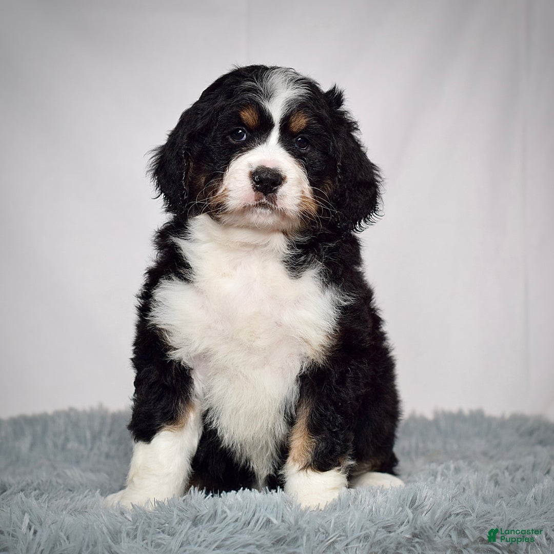 Bernedoodle dogs for sale: Ms. Sapphire - Ad 6