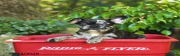 French Bulldog dogs for sale: Cheno - Ad 1