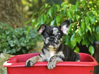 French Bulldog dogs Cheno - Ad 36