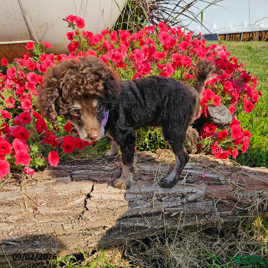 Toy Poodle dogs Ellie - Ad 1