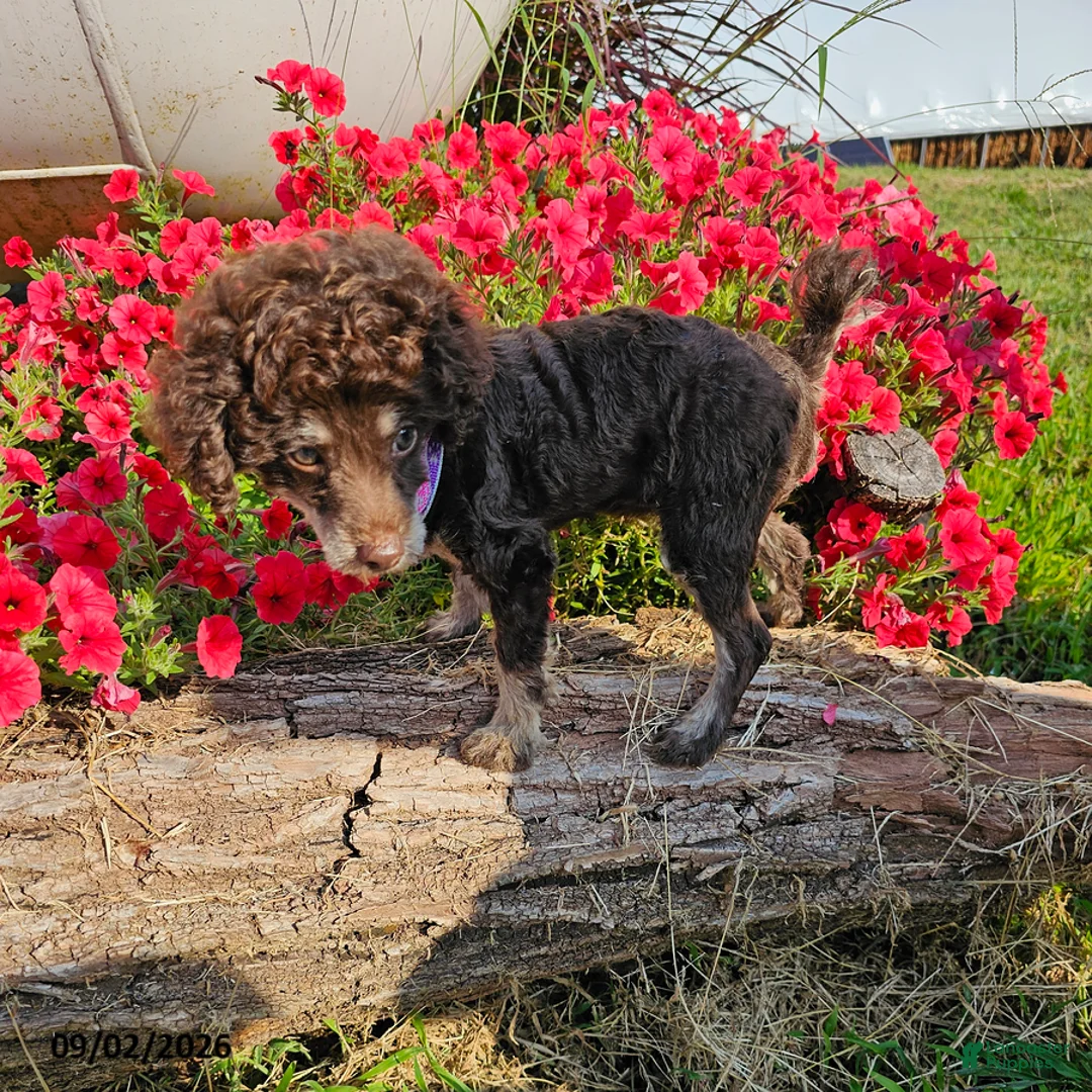 Toy Poodle dogs for sale: Ellie - Ad 1
