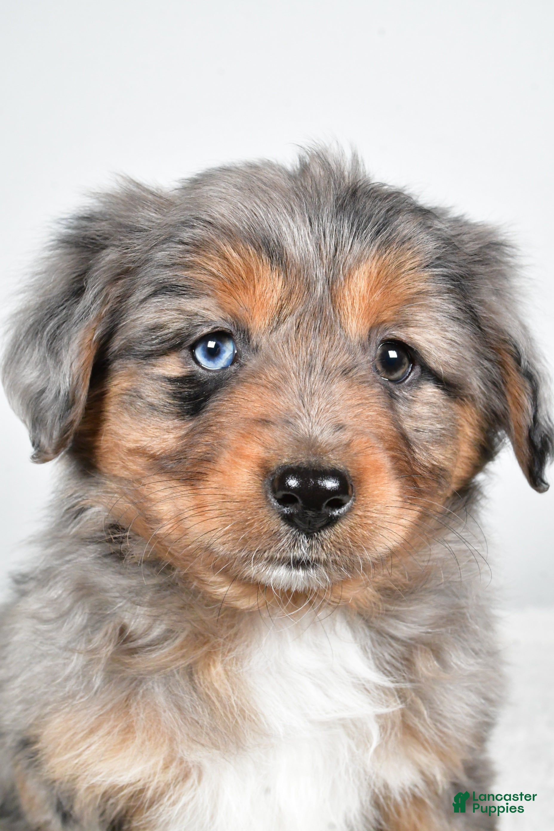 Miniature Australian Shepherd dogs Roscoe - Ad 11