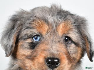 Miniature Australian Shepherd dogs Roscoe - Ad 37