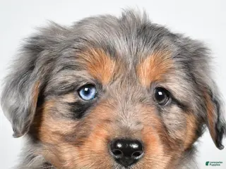 Miniature Australian Shepherd dogs Roscoe - Ad 32