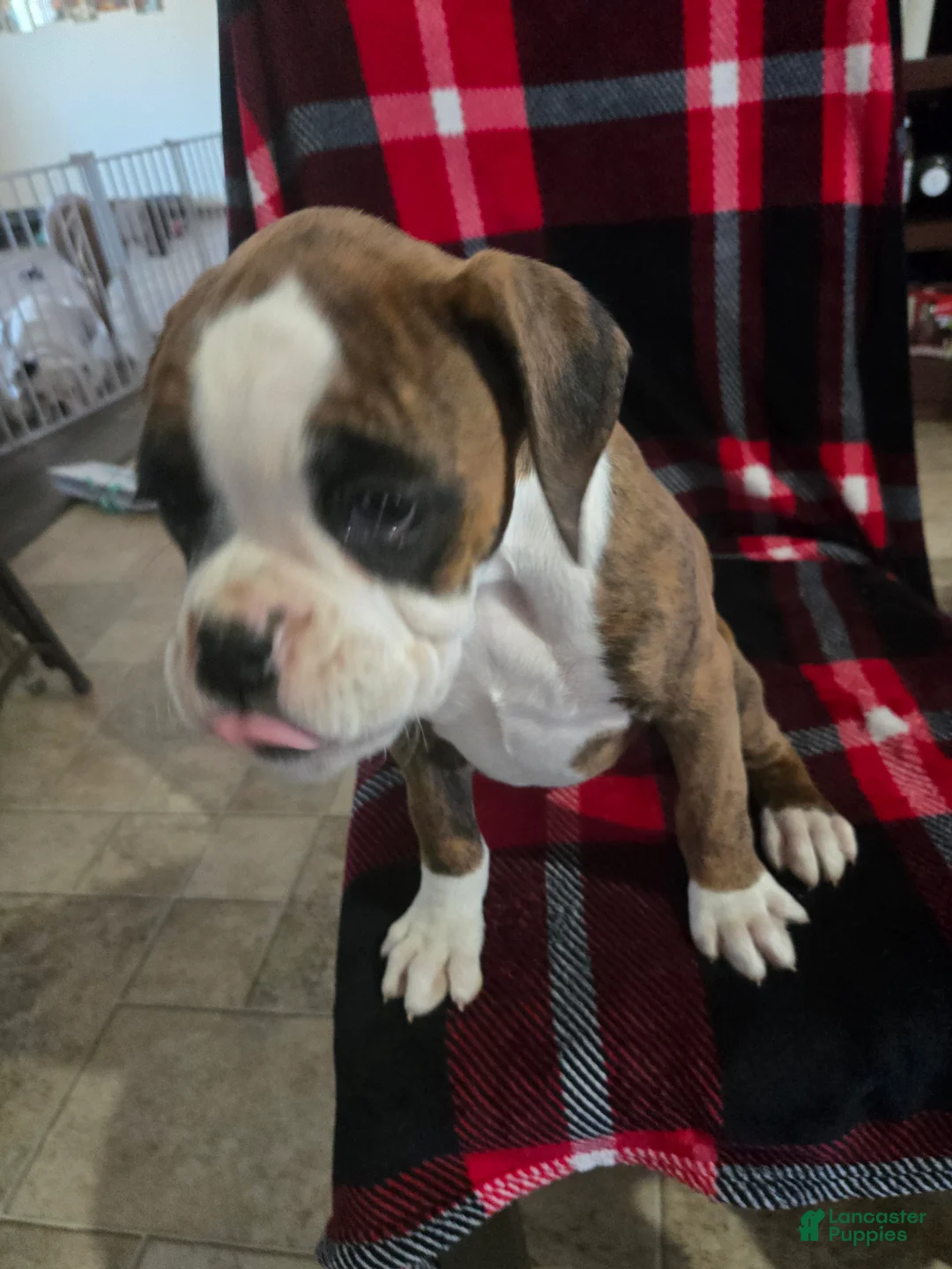 Boxer dogs for sale: Diamond  - Ad 14