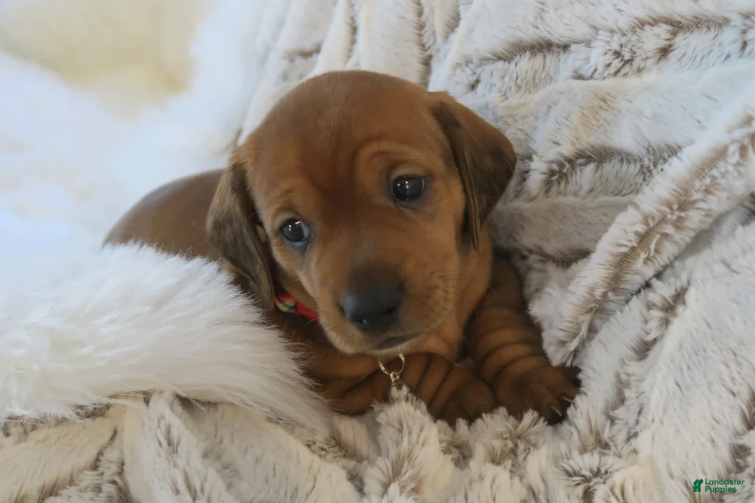 Dachshund dogs for sale: Finn - Ad 12