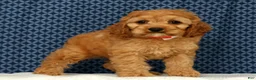Cockapoo dogs for sale: Charlie - Ad 6