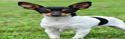 Toy Fox Terrier dogs for sale: Dakota - Ad 9