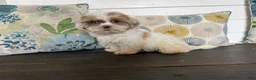 Shihpoo dogs for sale: Cinderella  - Ad 3
