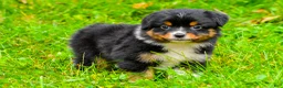 Miniature Australian Shepherd dogs for sale: Kylie - Ad 12
