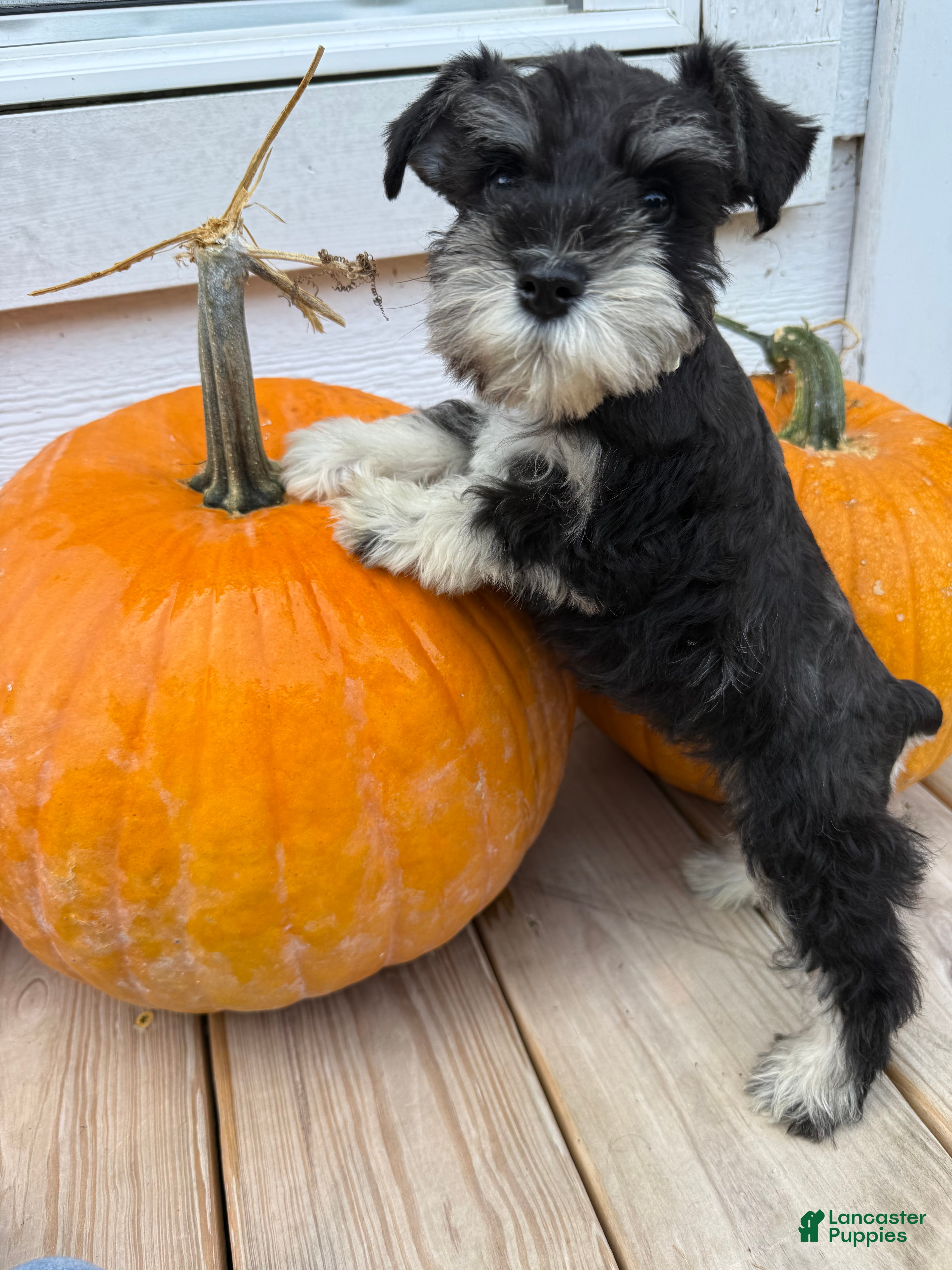 Miniature Schnauzer dogs Coconut - Ad 12
