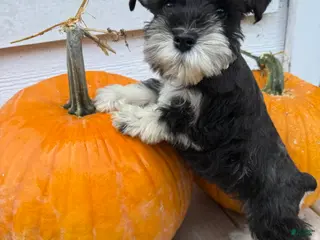 Miniature Schnauzer dogs Coconut - Ad 12