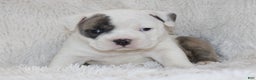 English Bulldog dogs for sale: Roza - Ad 9