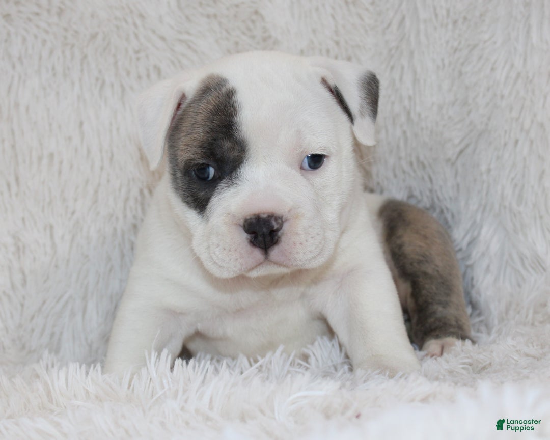 English Bulldog dogs for sale: Roza - Ad 9