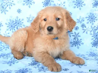 Golden Retriever dogs Lucy - Ad 41