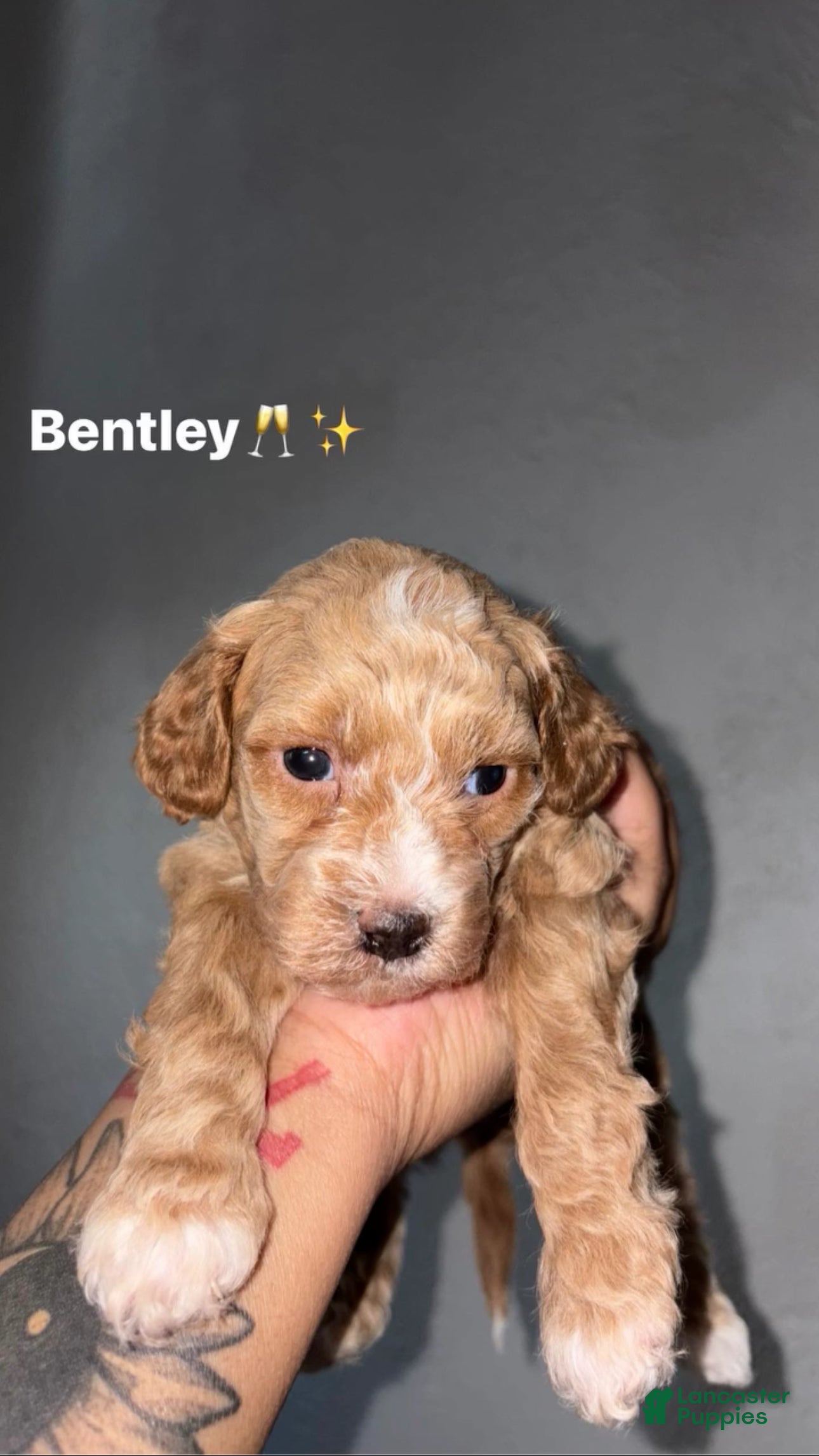 Shihpoo dogs Bentley - Ad 1