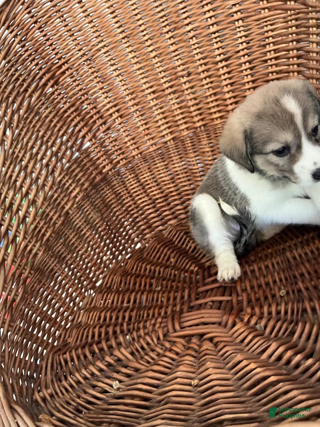 Golden Shepherd dogs for sale: Abby - Ad 1