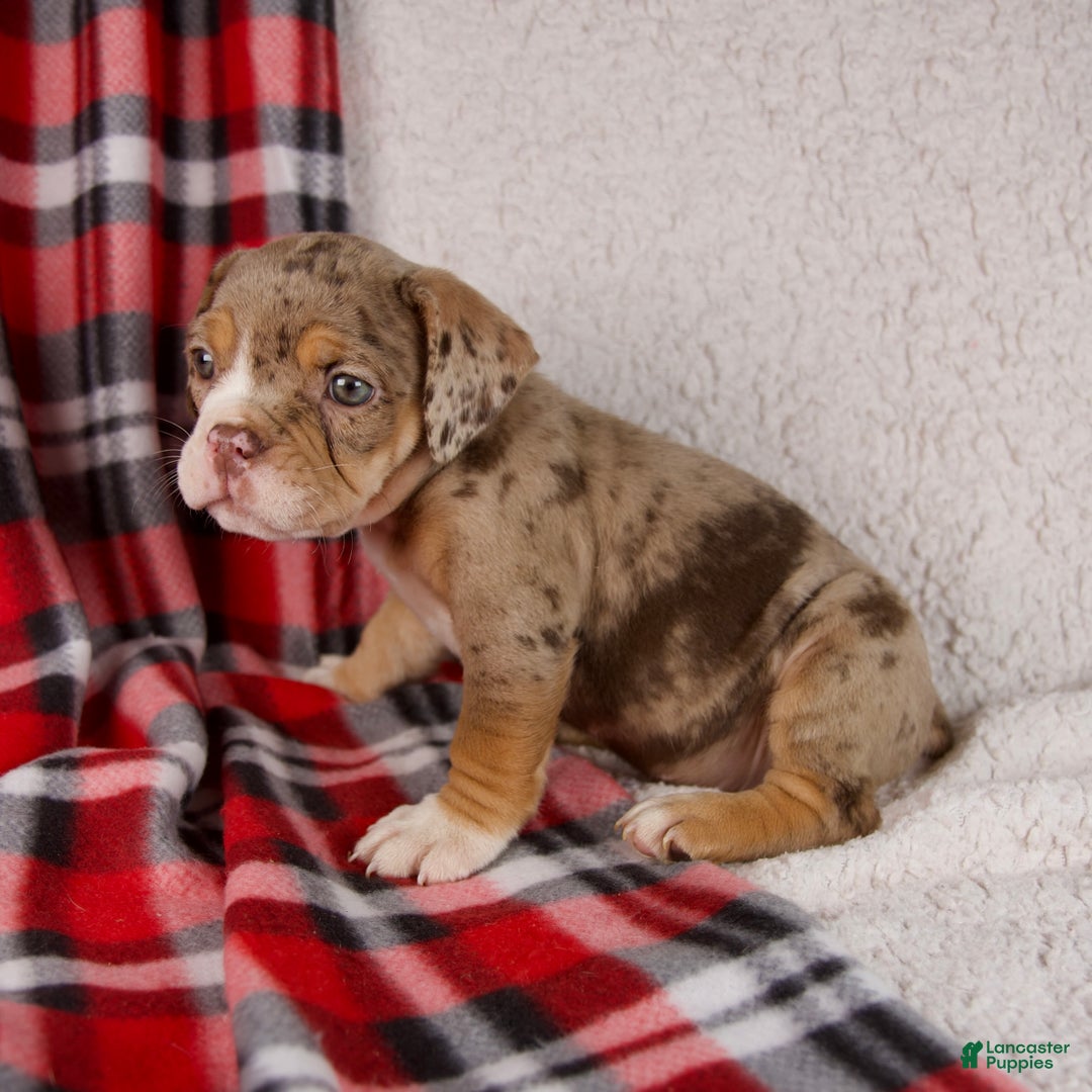 Mixed Breed dogs for sale: Noel - Ad 4