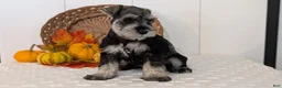 Miniature Schnauzer dogs for sale: Zoey - Ad 7