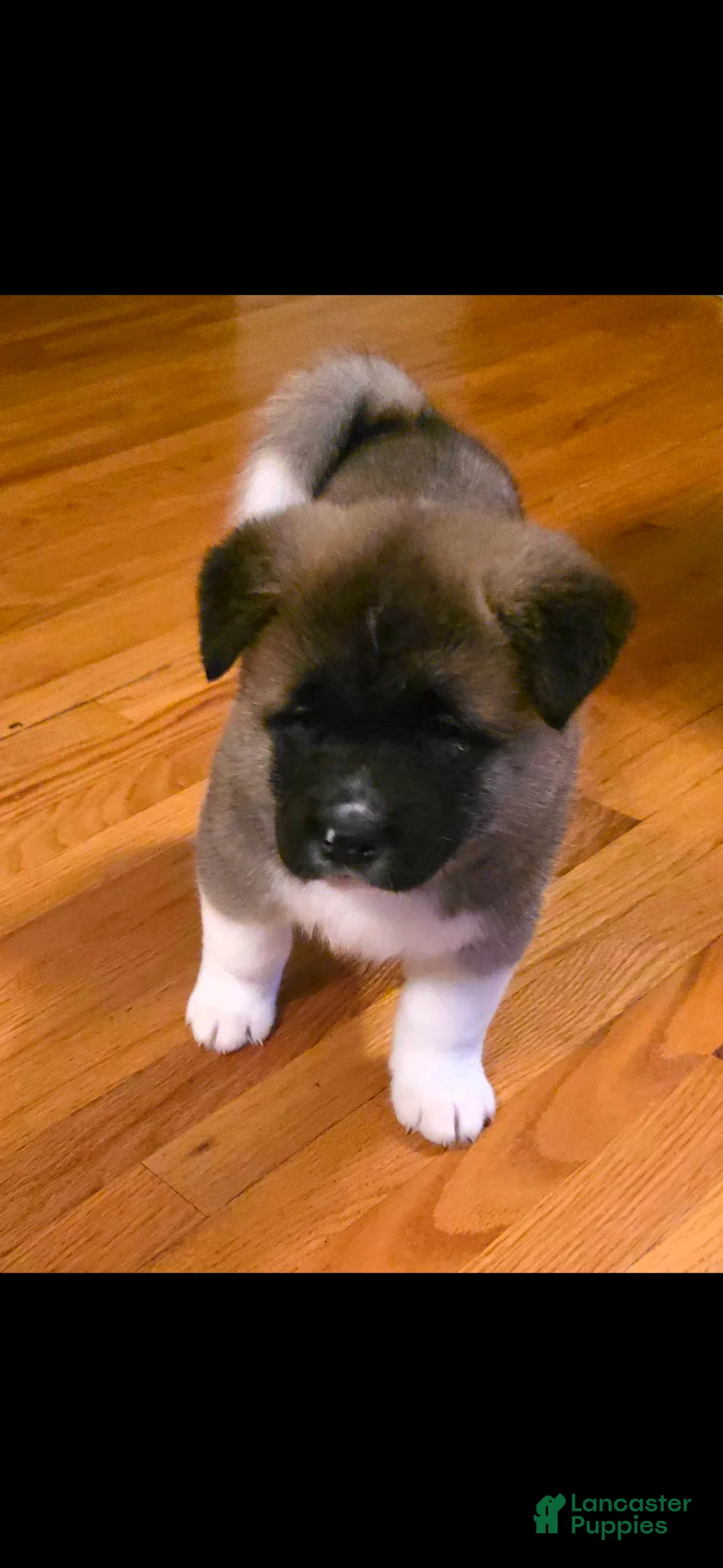Akita dogs for sale: AKC Finn - Ad 11