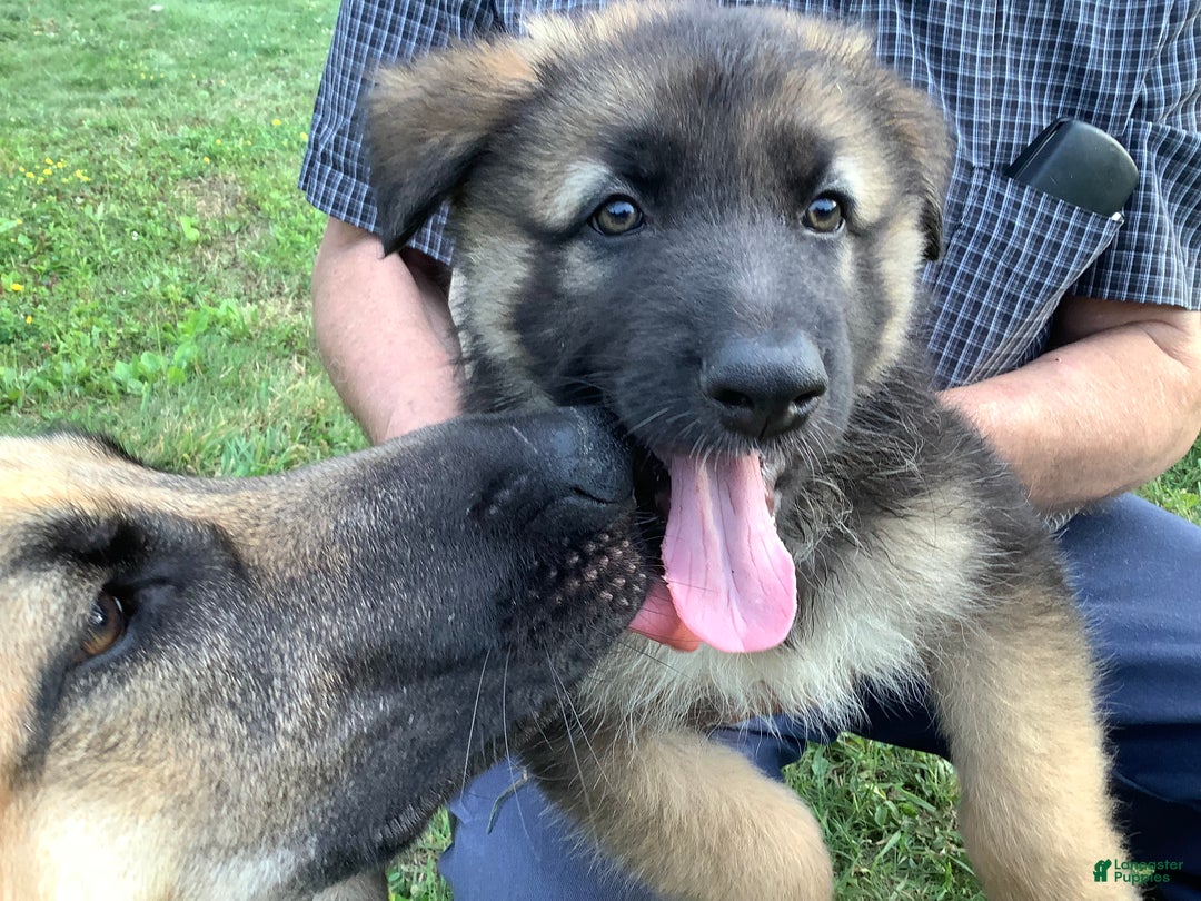 German Shepherd dogs for sale: Puppy 3 Female - Ad 9