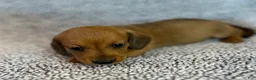 Miniature Dachshund dogs for sale: Paisley  - Ad 2