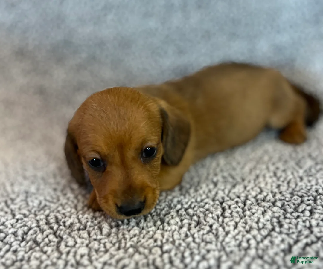 Miniature Dachshund dogs for sale: Paisley  - Ad 2