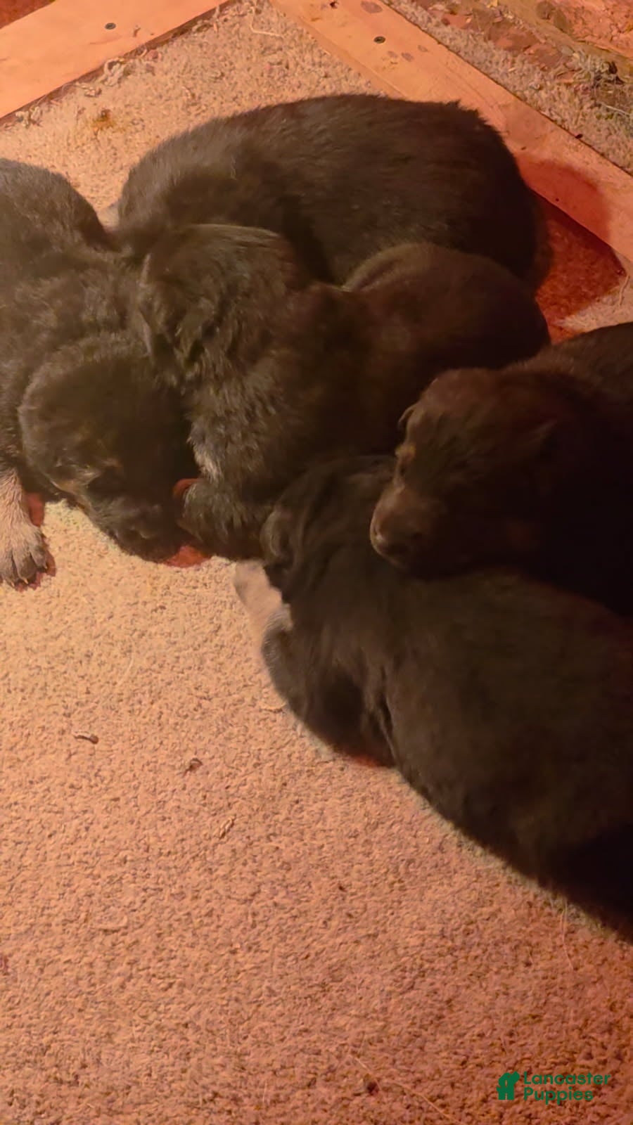 German Shepherd dogs German Shepherd Puppy 1 - Ad 16