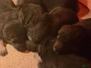 German Shepherd dogs German Shepherd Puppy 1 - Ad 5